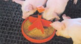  Ração Baby Milk - AGMix Embalagem 25 kg Agroceres Nutrição Animal