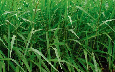 Semente de Brachiaria Brizantha 