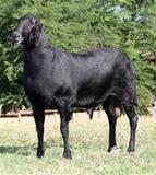 Bucéfalo 