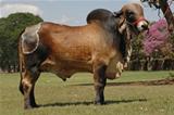 Modelo FIV 