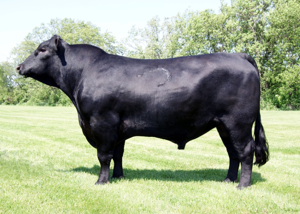 Sensation   Connealy Sensation 964  Dose