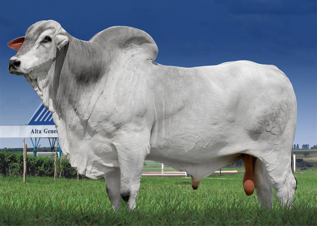 Oficial de Naviraí CSCM 1635 