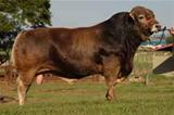 Jumbo 