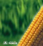 Semente de Milho Híbrido 32R48Y Pioneer Sementes Semente de Milho Híbrido 32R48Y Pioneer Sementes