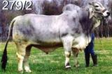 JJ Didor Manso 279 