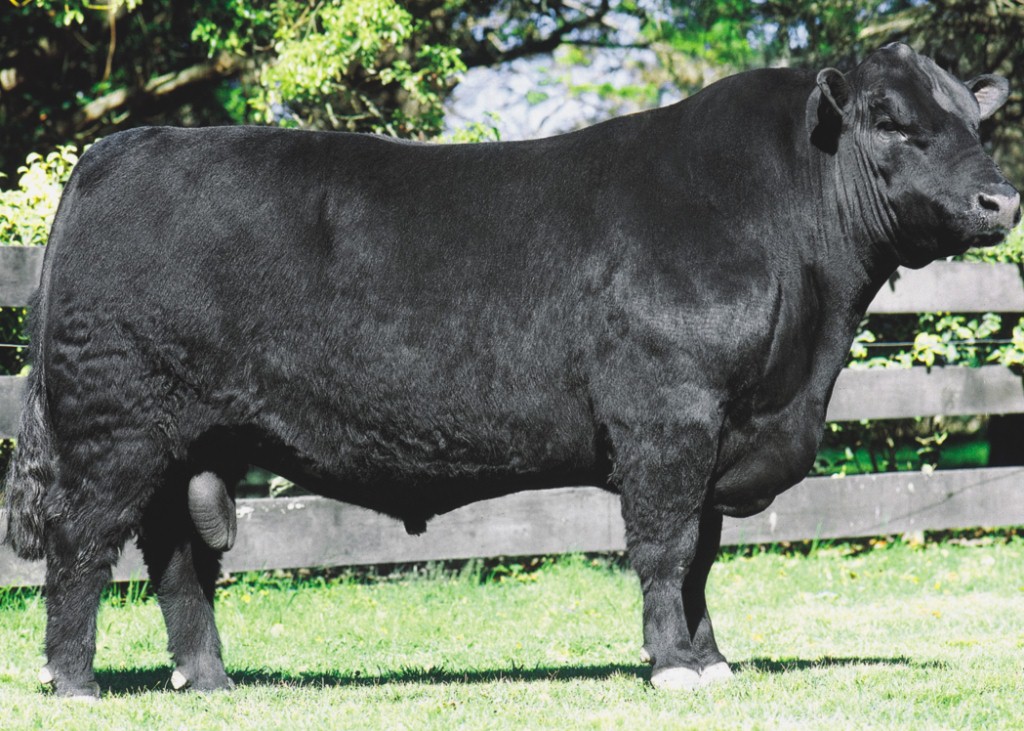 Extra Beef   Epic 307 Sacarias A 206 T/E Dose