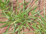  Brachiaria Humidicola cv Llanero (Dictyoneura) Saco 20 kg Sementes Manejo