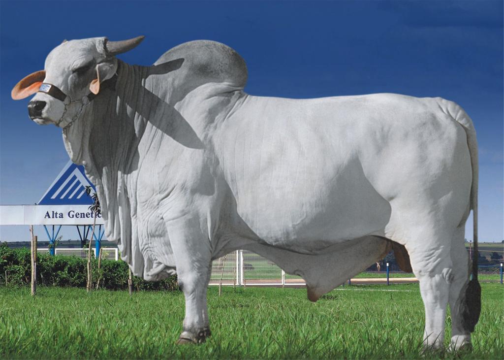 Sêmen do JDH Sir Texas Manso 