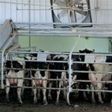 Tocador de Vacas Global    WestfaliaSurge