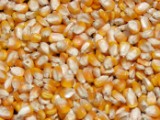  Milho Grão  Rural Nutrição Animal e Sementes