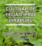  Sementes de Feijão IPR 88 Uirapuru - Grupo Preto  IAPAR