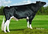 Sêmen do Braedale Bambam Semex Sêmen do Braedale Bambam Semex
