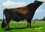 Sêmen do Bridon Excitation Semex Sêmen do Bridon Excitation Semex