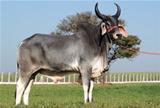 Rabi 