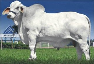 Sêmen do Mr Ima POI FIV 78 (Mocho) 