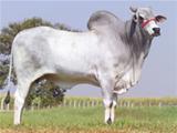 Acrobata 