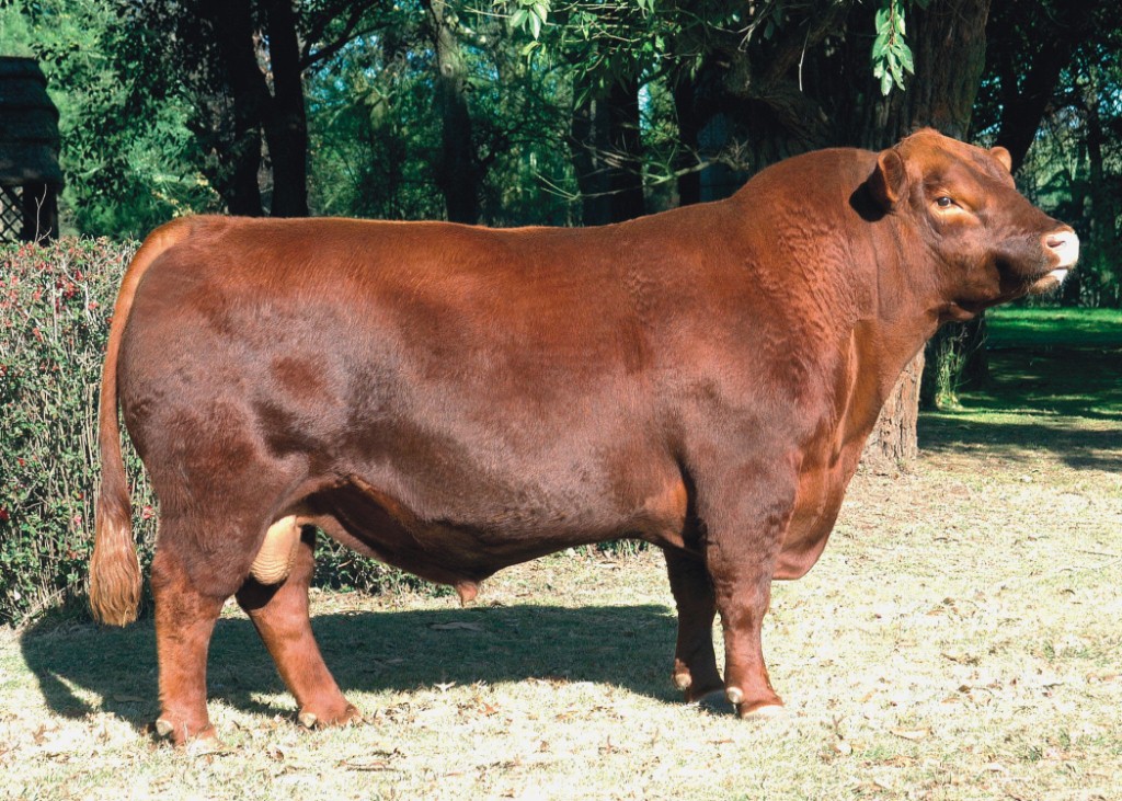 Pastoriza 565 Brigadier T/E  Dose