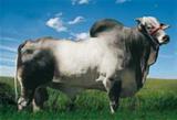 Barrote 