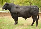 Predestined J7003 