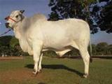 Belami Nrio 