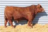 B Boone 10683 