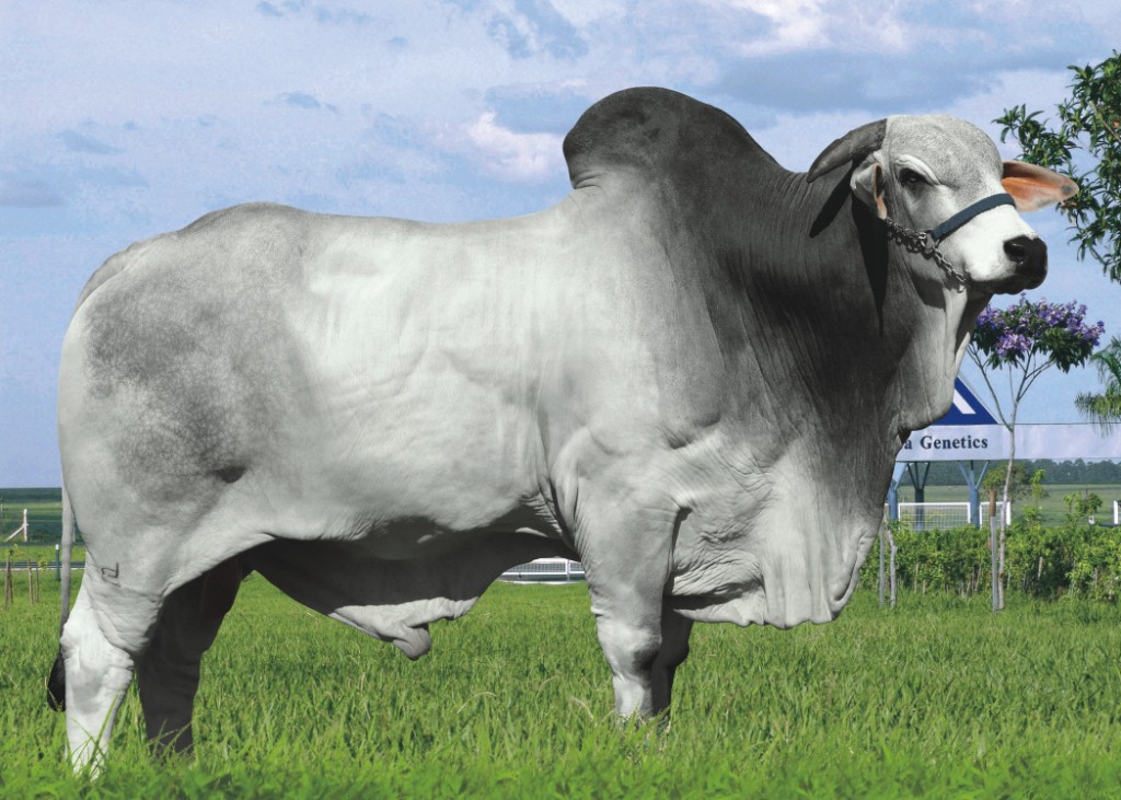 Brutus   Brutus da MN  Dose