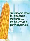 Semente de Milho AG 8015  Sementes Agroceres