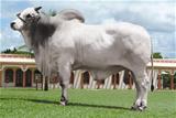 Chiva da Nelore 