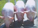  Pig Casc - Agroceres Embalagem 25 kg Agroceres Nutrição Animal