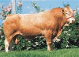 Amoroso 