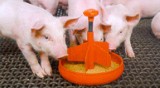  Ração Maternidade Avant Embalagem 25 kg Agroceres Nutrição Animal