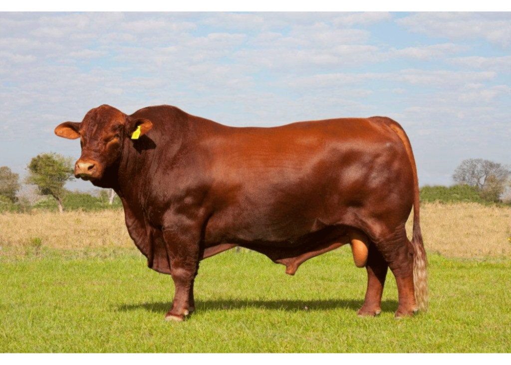 Camaron  San Alejo 6985  Dose