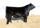  Sêmen do Triple C BETTIS S72J  Semex
