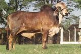 Namorado 