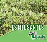  Semente de Stylosanthes spp. cv. Campo Grande  Alpasto Sementes