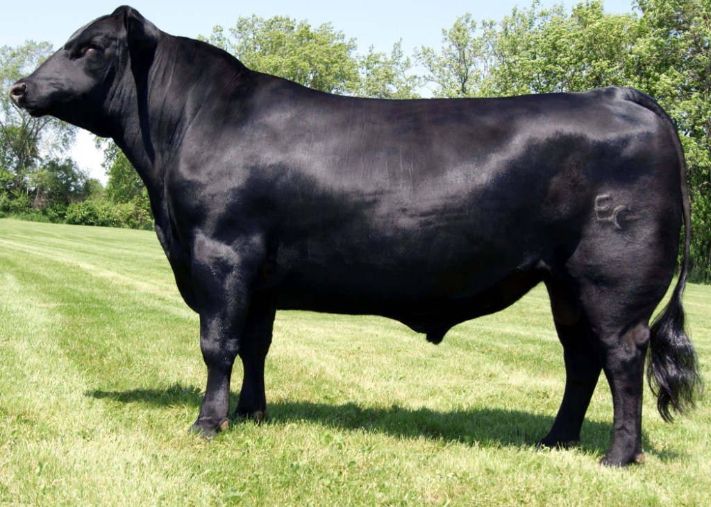 Three J   EG Three J 903 of 714 Dose