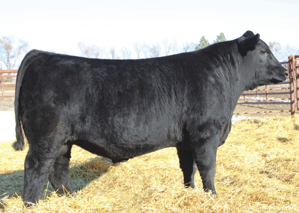 Plainsman   SAV Plainsman 0468 Dose