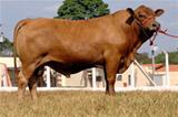 Trópico 