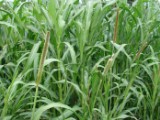  Semente de Milheto (Pennisetum Glaucum)  Rural Nutrição Animal e Sementes