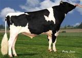 Sêmen do Wallaceview Ramone Semex Sêmen do Wallaceview Ramone Semex