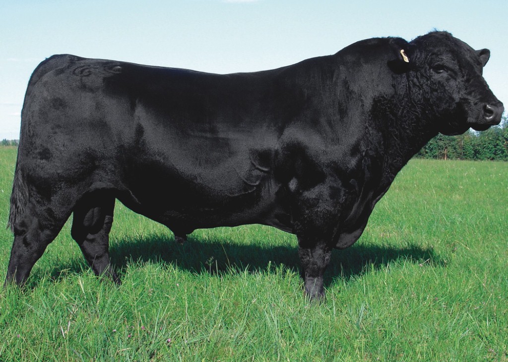 Genoma   D45 da Vista Alegre - Genoma  Dose