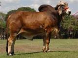 Gaiato 