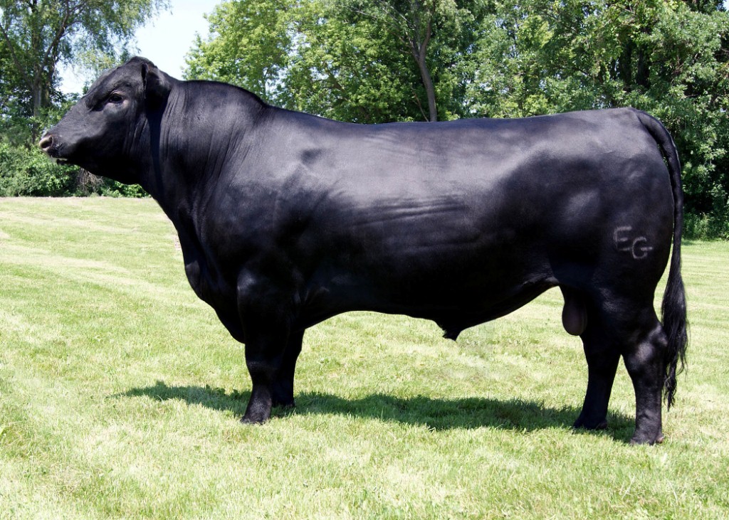 Mack   EG BP Mack 948 of T73  Dose