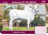 Gokarna FIV POI Brum 