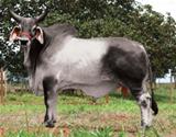 General 