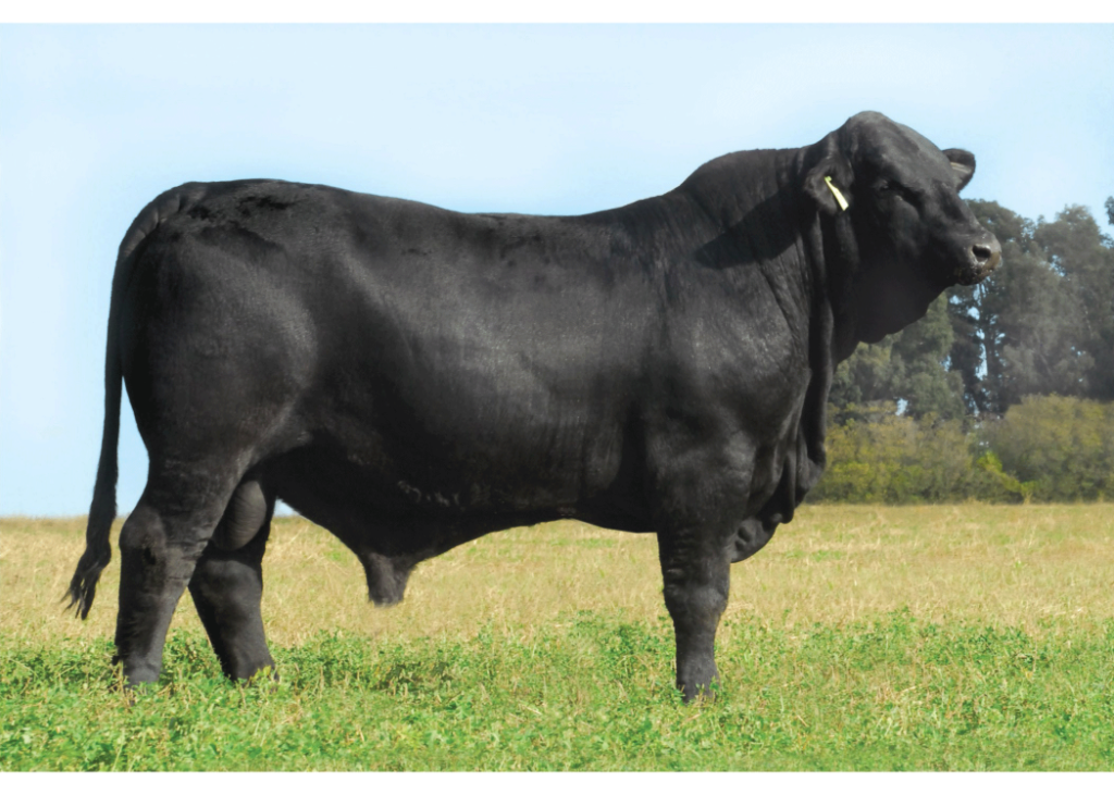 Tritón  Rancho BRG 634 Sleep Easy 912 TE Dose
