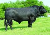 Sêmen do Isu Imaging Q 9111 Semex Sêmen do Isu Imaging Q 9111 Semex
