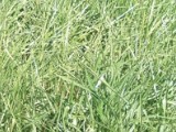 Semente de Brachiaria Decumbens Saco 20 kg Sementes Manejo Semente de Brachiaria Decumbens Saco 20 kg Sementes Manejo