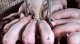  Ração Creche Avant Embalagem 25 kg Agroceres Nutrição Animal