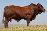 BBA05-0065 Mabula 